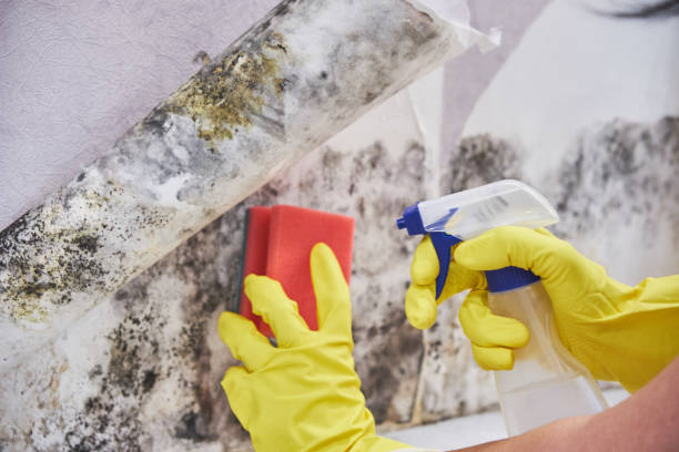 Best Biohazard Mold Removal  in Belton, SC